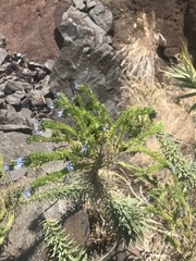 Echium nervosum