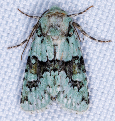 Lacinipolia implicata