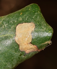 Phyllonorycter endryella