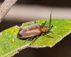 Poneridia semipullata