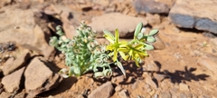 Albuca concordiana