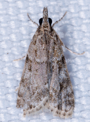 Eudonia heterosalis