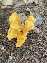 Craterellus ignicolor
