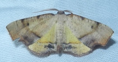 Plagodis fervidaria