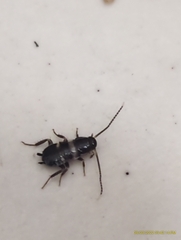 Periplaneta fuliginosa