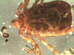 Dermacentor marginatus