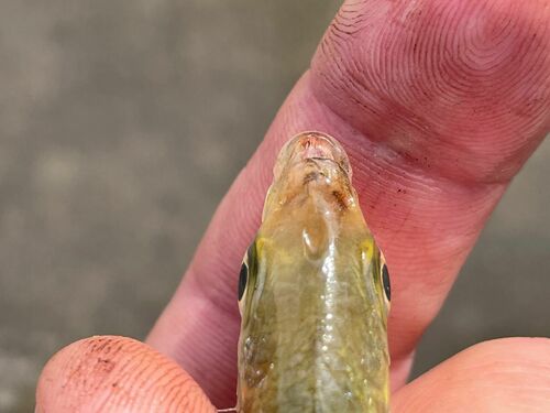 Tidewater Mojarra (Eucinostomus harengulus) — Gerreidae — 5