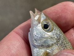 Eucinostomus harengulus