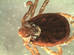 Dermacentor marginatus
