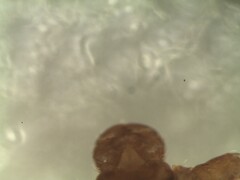 Dermacentor marginatus