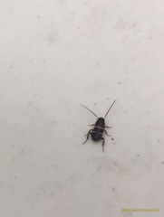 Periplaneta fuliginosa