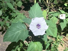 Datura discolor