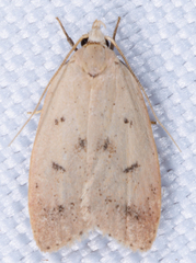 Machimia tentoriferella