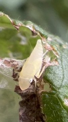 Cicadellini