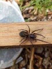 Amaurobius