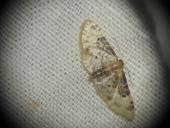 Idaea filicata