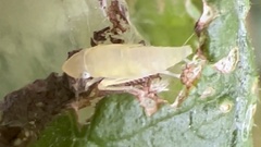Cicadellini