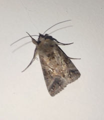 Autographa gamma