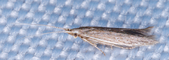 Coleophoridae