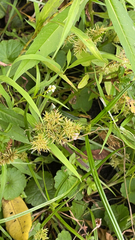 Cyperus odoratus