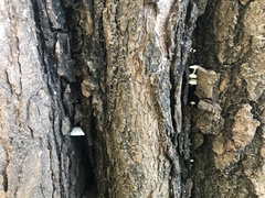 Lactocollybia