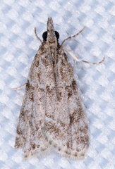 Eudonia heterosalis