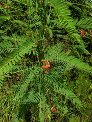 Sesbania vesicaria