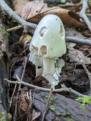 Phalloideae