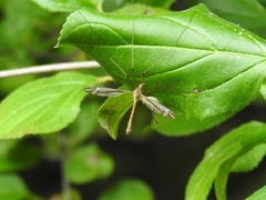 Tipula furca