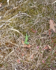 Lacerta bilineata