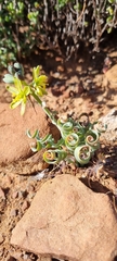 Albuca concordiana