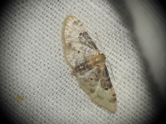 Idaea filicata