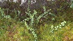 Gaultheria hispidula