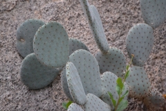 Opuntia rufida