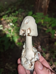 Phalloideae