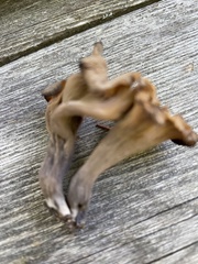 Craterellus dubius