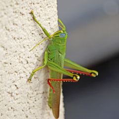 Schistocerca shoshone