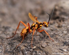 Sphictostethus gravesii