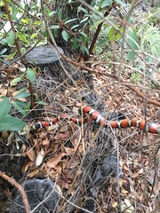 Lampropeltis pyromelana
