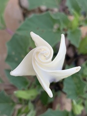 Datura discolor