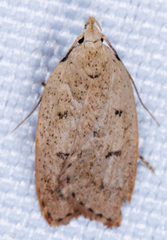 Machimia tentoriferella