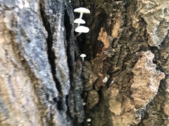 Lactocollybia