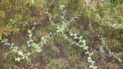 Gaultheria hispidula