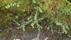 Gaultheria hispidula