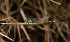 Ischnura senegalensis