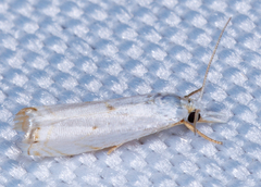 Microcrambus biguttellus