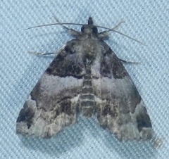 Cutina distincta