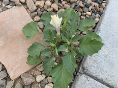 Datura discolor
