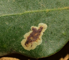 Phyllonorycter belotella