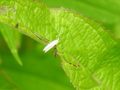 Plutella porrectella